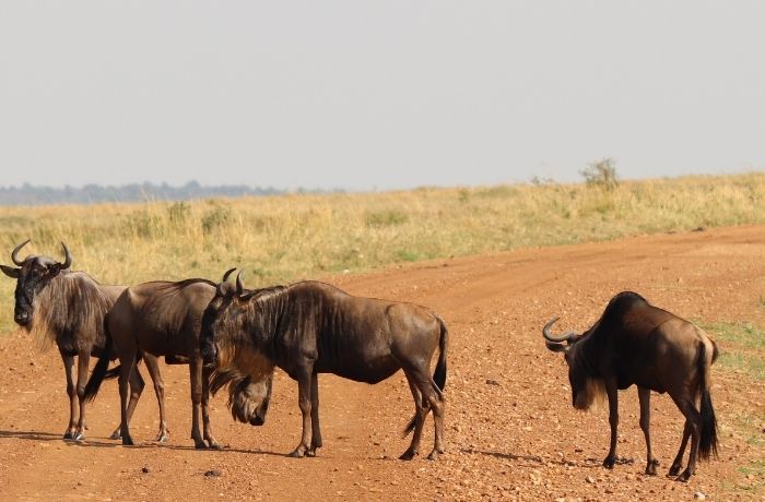 10 Days Tanzania Highlights & Great Migration Safari