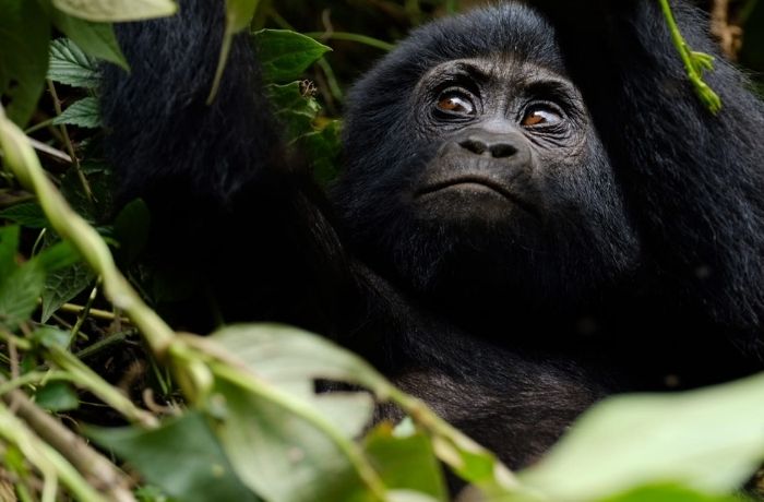 10 Days Uganda Gorilla and Chimpanzee Highlights Safari